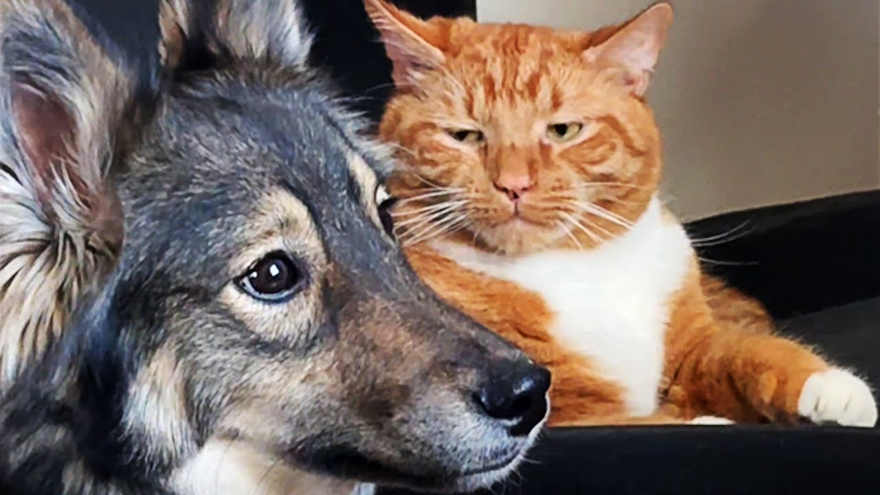 Funniest Animals 2024 😂 Best Funny Cats and Dogs Videos😻🐶Ep.6