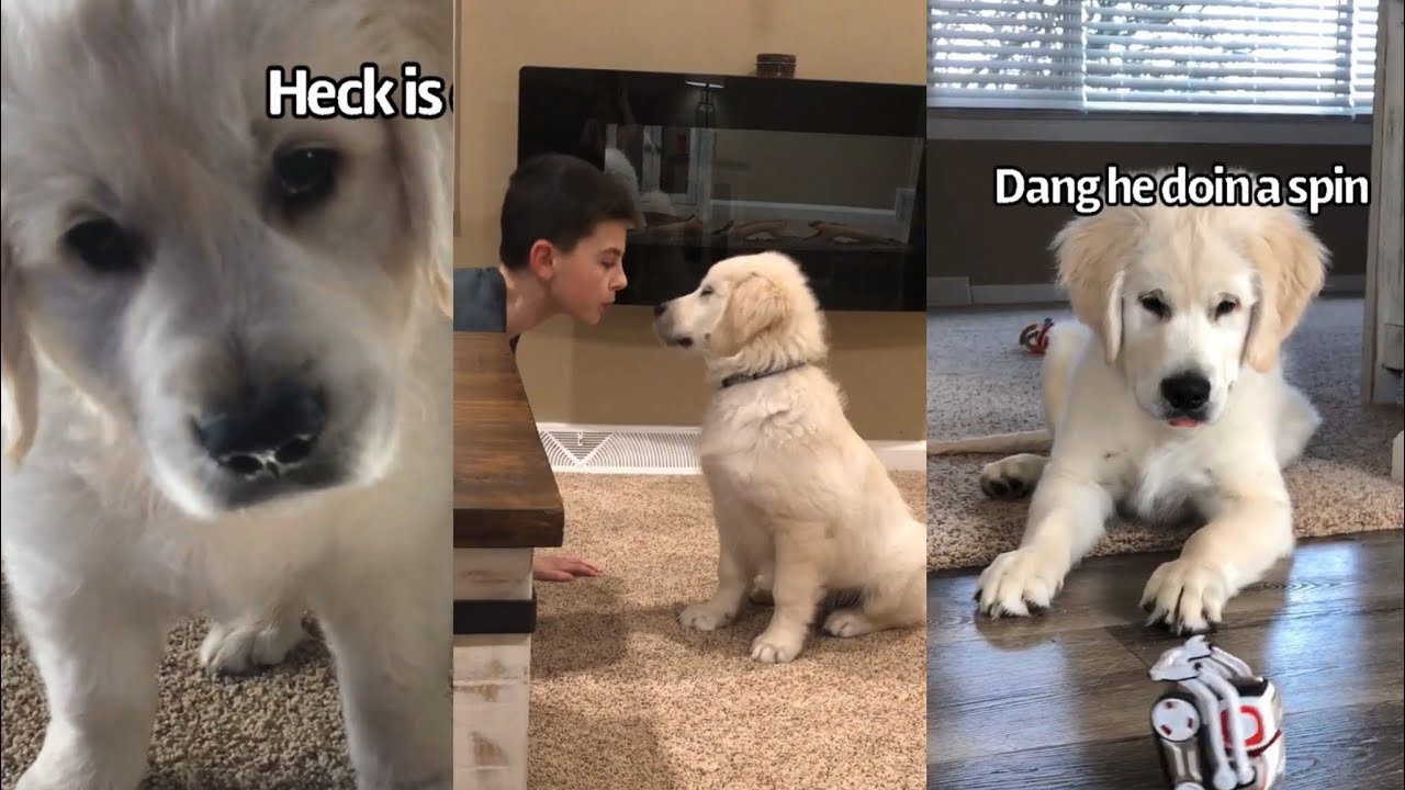 Charlies Best Puppy Videos | Compilation