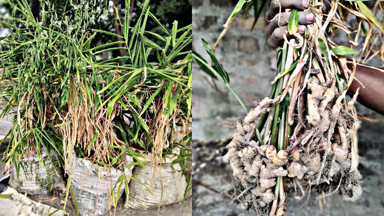 How to grow ginger at home for your family to eat all year round