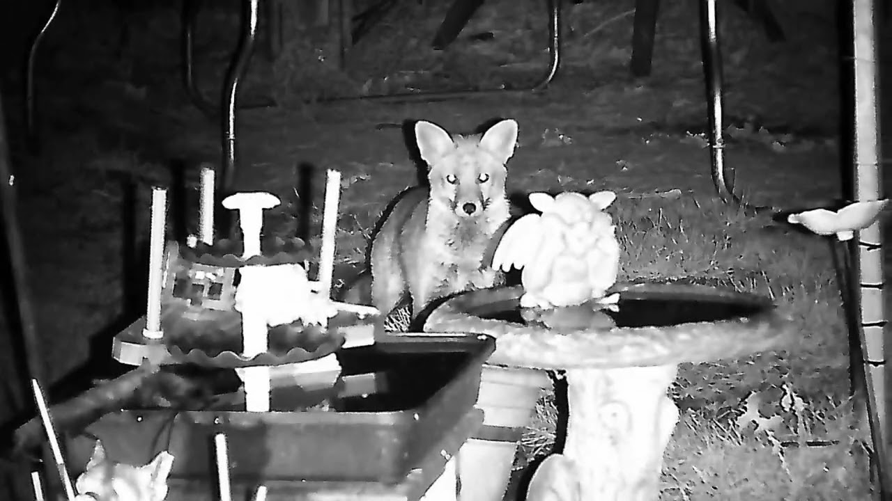 night filming a paired up #fox and #vixen with #nightvisiongoggles