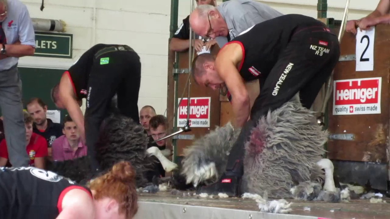 Lakeland Shears 2017 Open shearing Heat