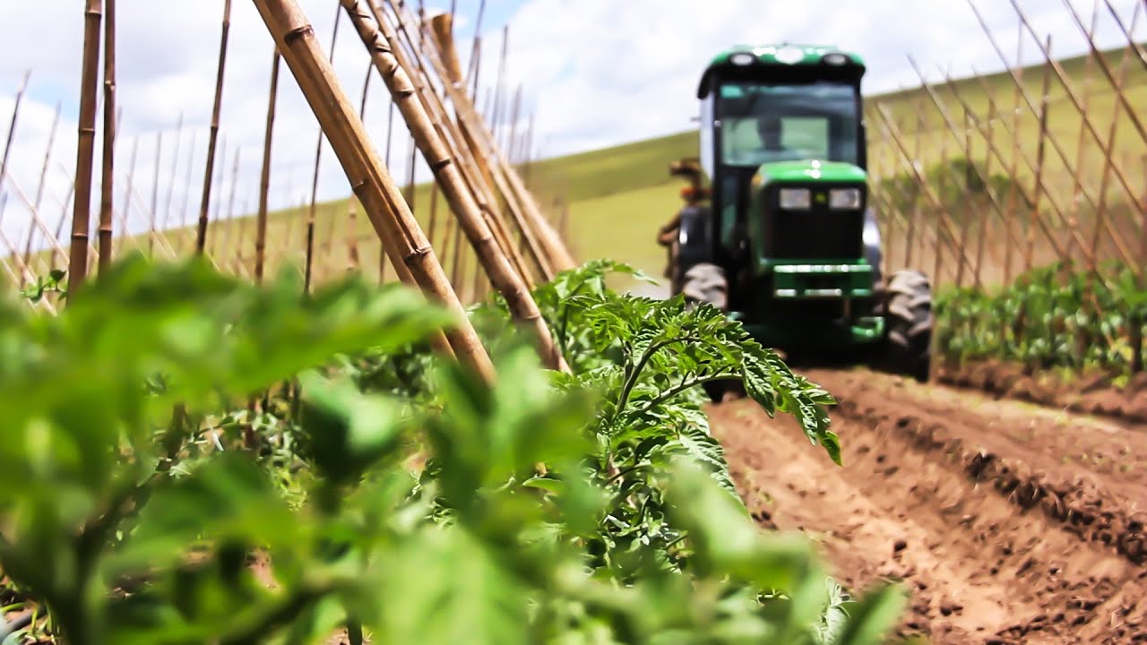 Batista Legumes 2014 - Vídeo Institucional