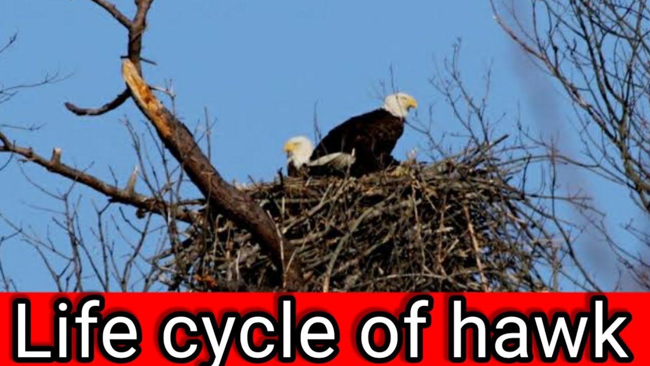 life cycle of a hawk