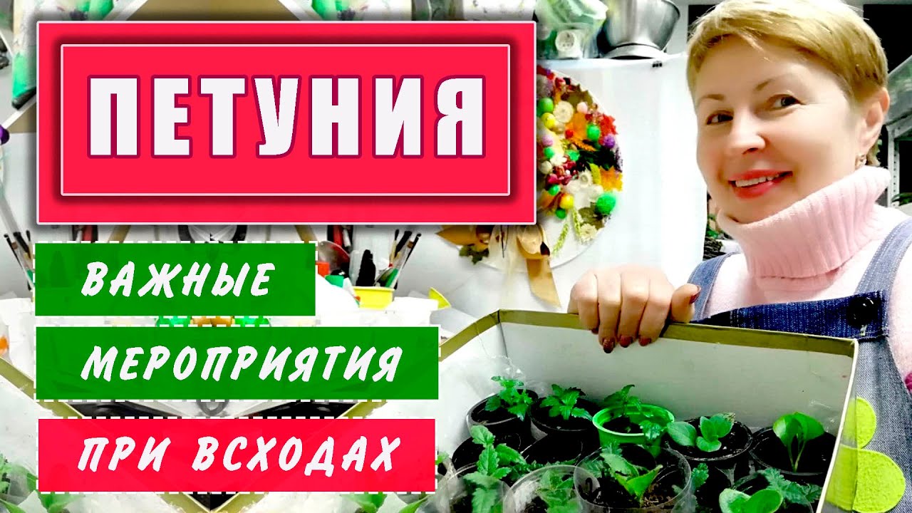 ПЕТУНИЯ всходы первые важные  мероприятия