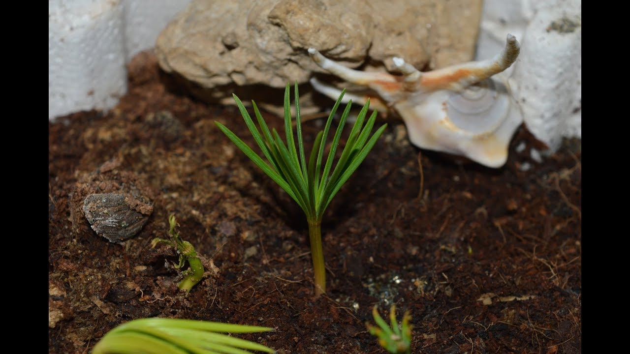 🌲Como germinar y plantar un pino piñonero.🌲