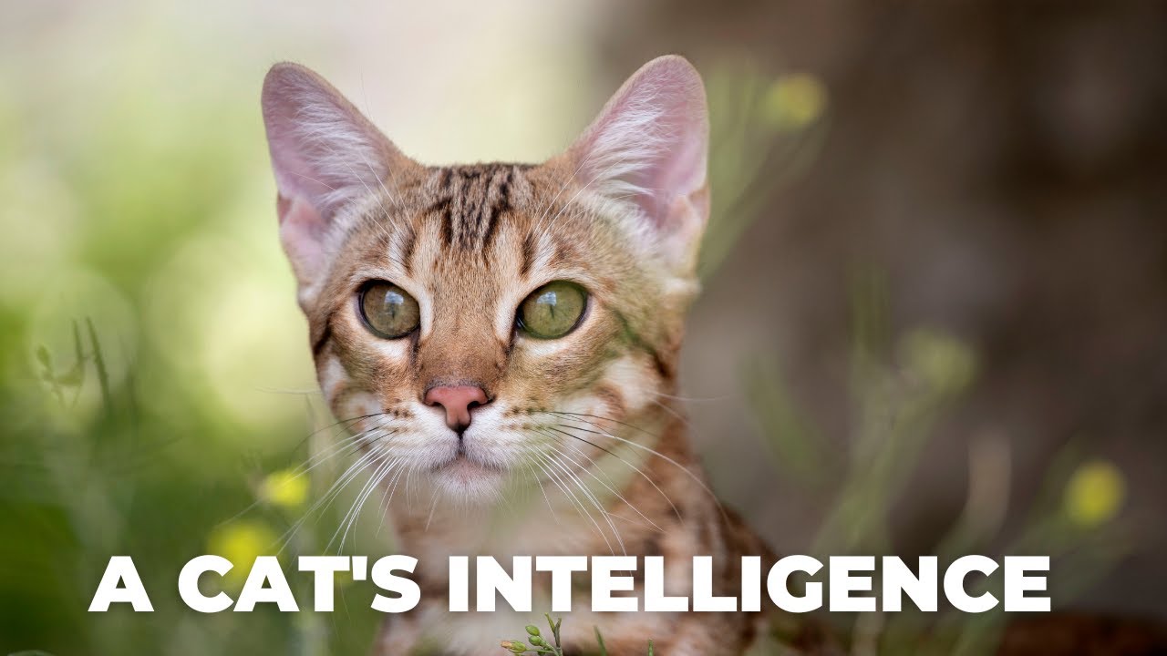 A cat's intelligence