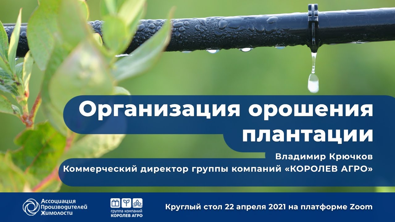 Организация орошения плантации жимолости. В.В. Крючков.