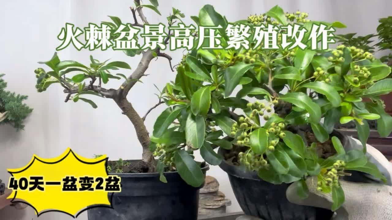 火棘带果高压繁殖改作，40天一盆变两盆！赶紧看看 园艺师教你，怎样给火棘盆景高压繁殖改造，把一盆变两盆。#火棘盆景 #火棘高压繁殖 #火棘盆景改造 #火棘盆景制作