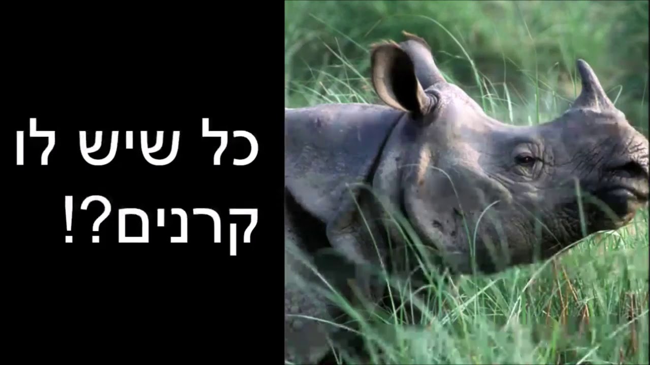 Was the Tachash a unicorn?