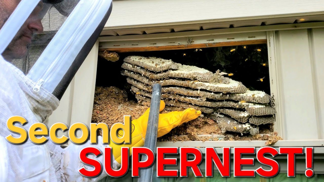 SUPERNEST! 2nd Yellow Jacket SUPERNEST Removal! Wasp Nest Removal!