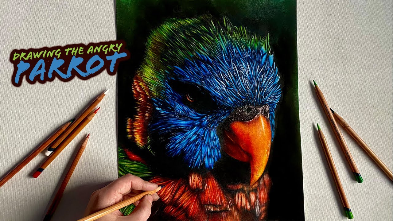 Drawing A Rainbow Lorikeet With Derwent Lightfast Coloured Pencils | Wildlife Art