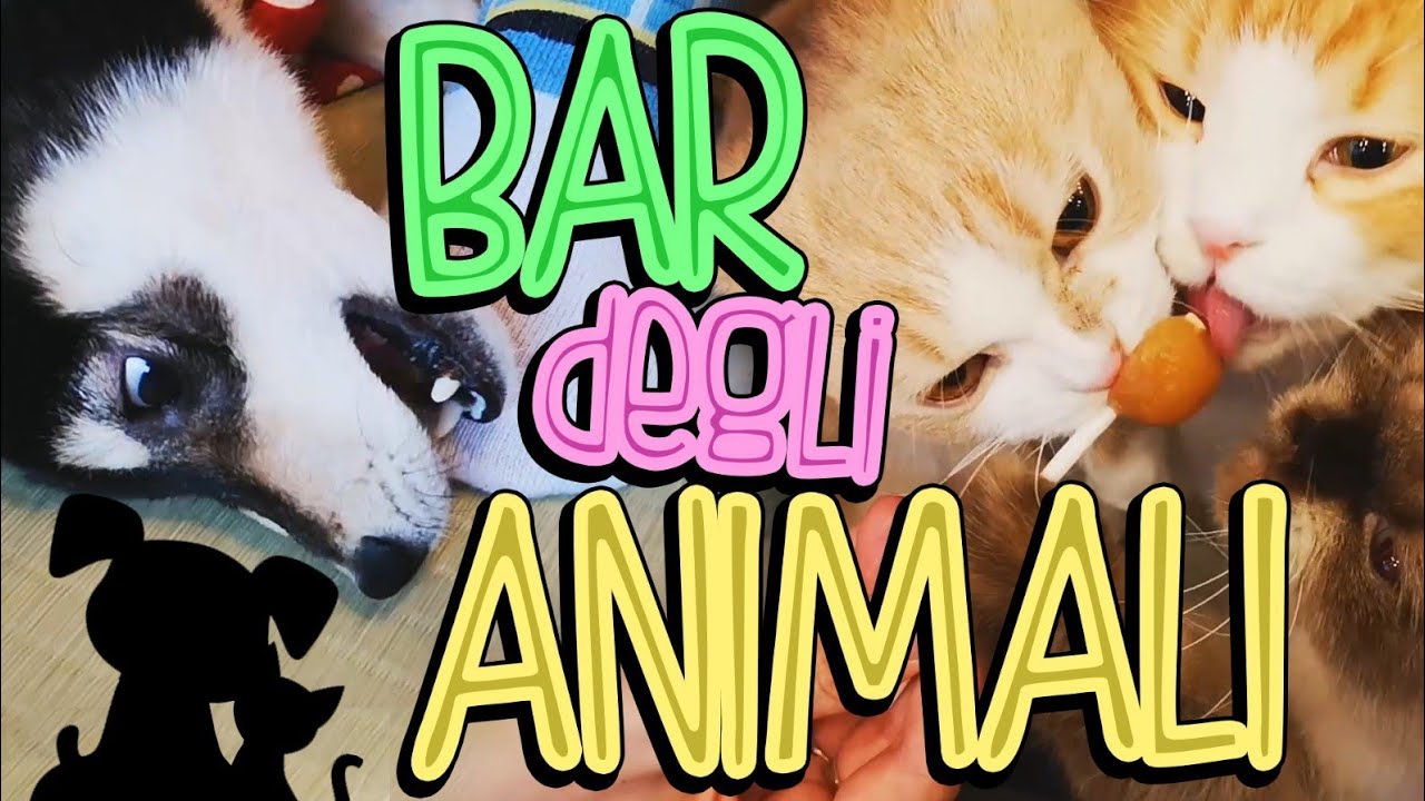 Vado nei BAR pieni di GATTINI E CAGNOLINI in Giappone!