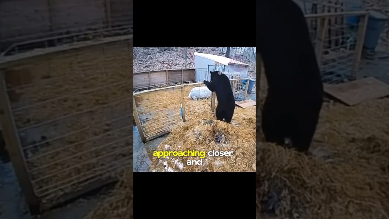 Когда хищник становится добычей..