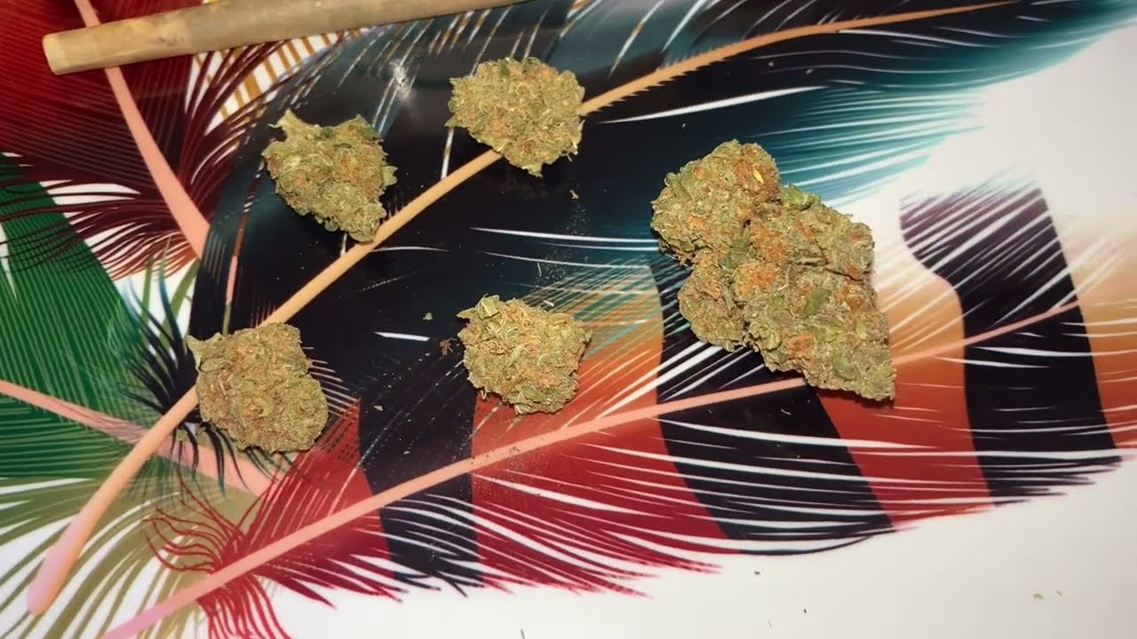 UK MEDICAL CANNABIS PATIENT FLOWER VIDEO. 🍓STRAWBERRY GLUE 🍓 GROW PHARMA 2025 🔥🔥🔥🔥🔥
