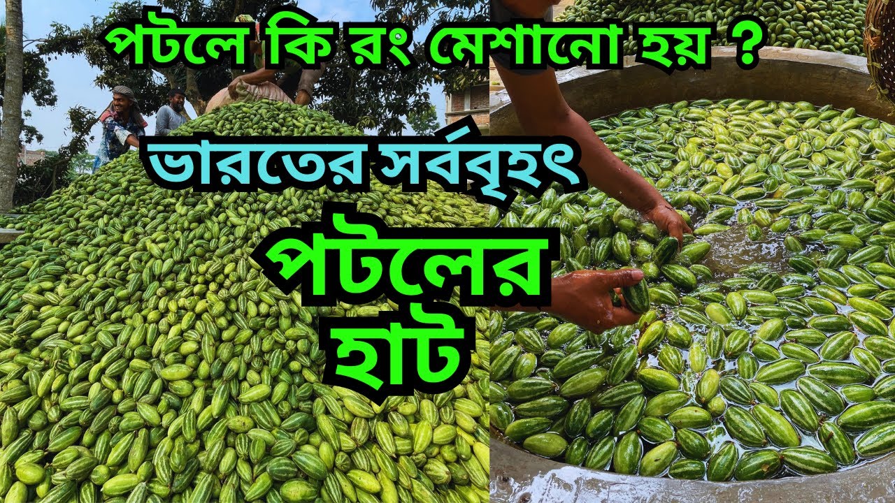 ভারতের সর্ববৃহৎ পটলের হাট || পটলে কি রং মেশানো হয় ? নহাটা পটল হাট || parval wholesale market ||