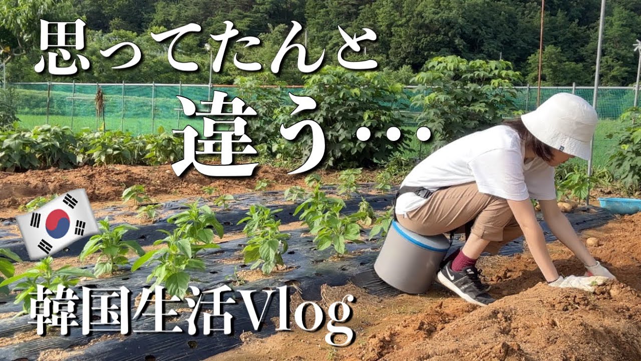 【韓国生活】思ってたんと違う... / 畑仕事と料理を頑張った韓国に住む日本人の日常