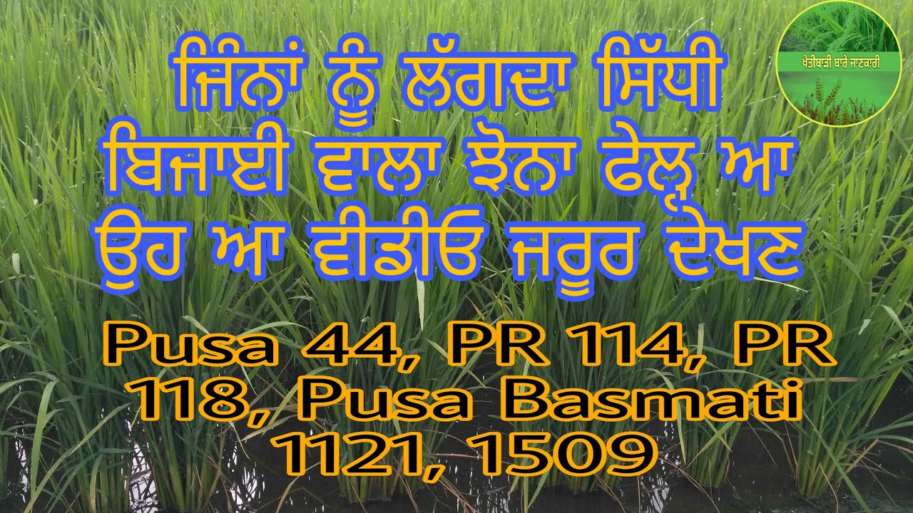 ਜਿੰਨ੍ਹਾਂ ਨੂੰ ਲੱਗਦਾ ਝੋਨੇ ਦੀ ਸਿੱਧੀ ਬਿਜਾਈ ਫੇਲ੍ਹ ਆ ਉਹ ਆ ਵੀਡੀਓ ਜ਼ਰੂਰ ਦੇਖੋ ।।
