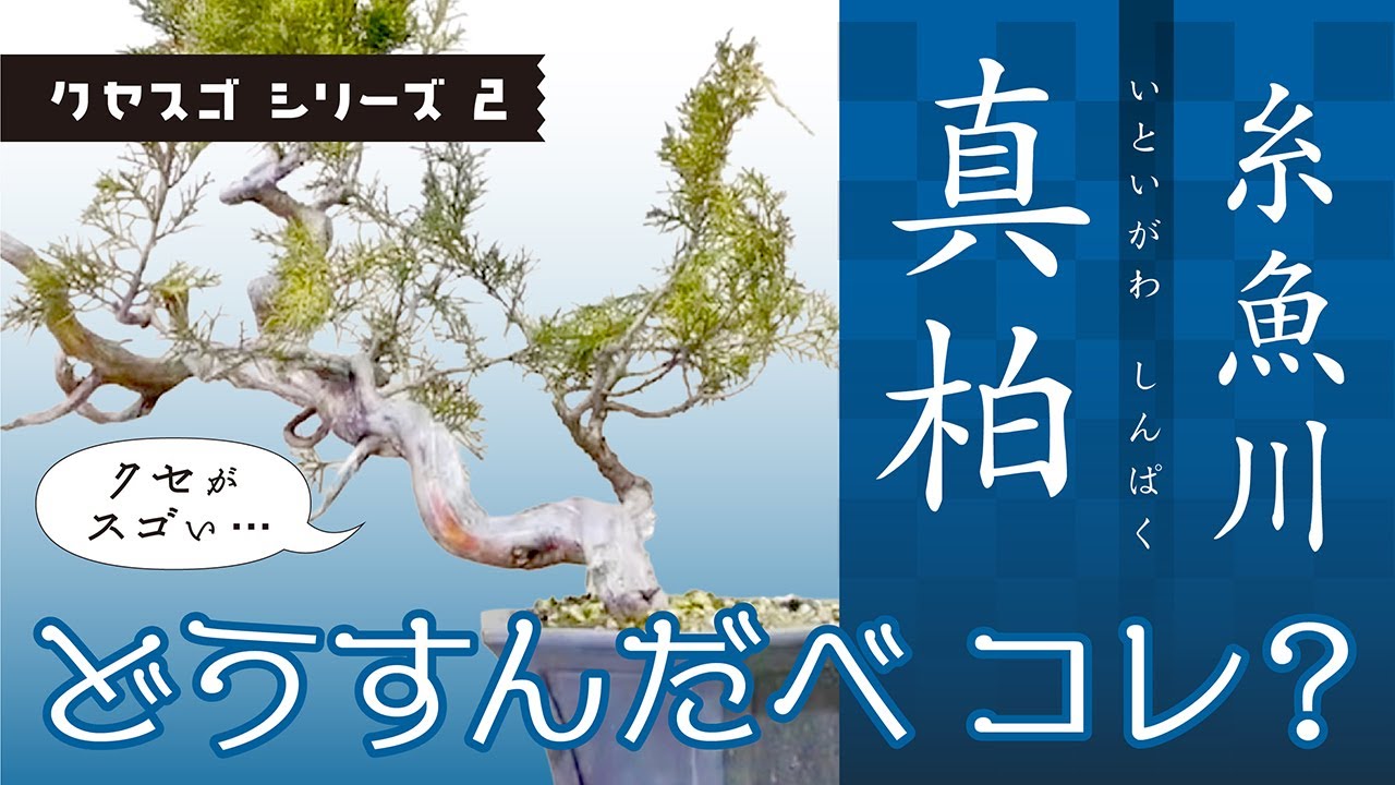 クセスゴ💦【糸魚川真柏】細幹ながら魅力のある素材