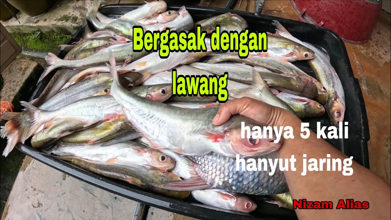 BANYAK,BILA TIBA MUSIM IKAN LAWANG NAIK