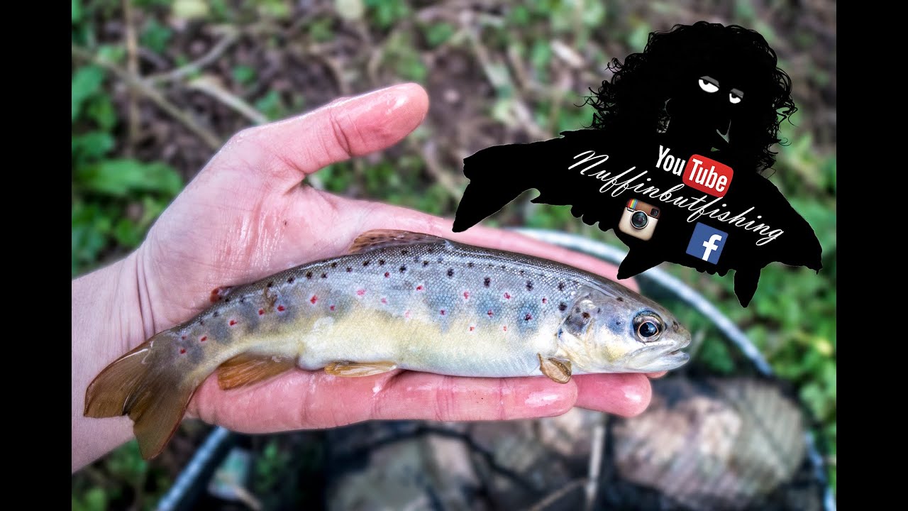 Episode 142 - Float Trotting On A Small River - Nuffinbutfishing