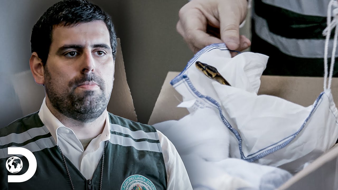 Perros descubren animales exóticos de contrabando | Aeropuerto de Sao Paulo| Discovery Latinoamérica