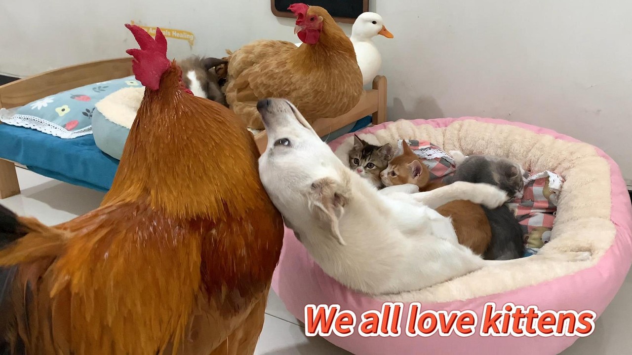 The dog stopped the rooster and rabbit from disturbing the kittens' sleep! So heartwarming! So funny