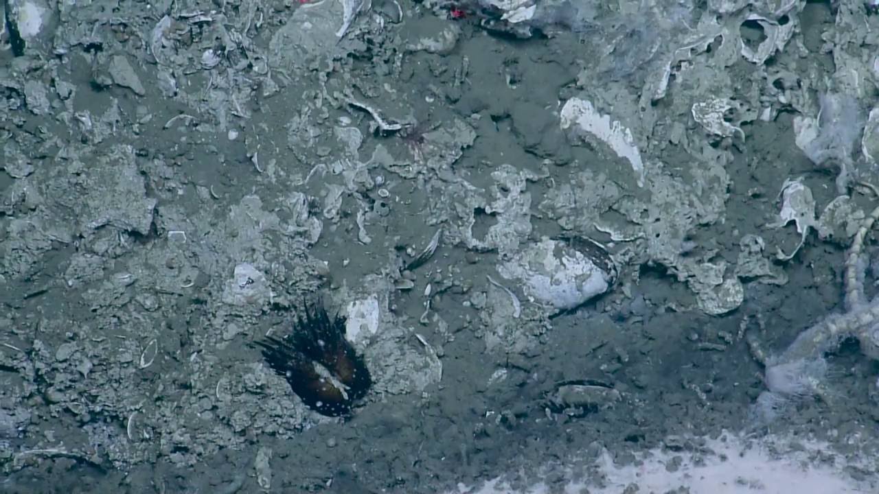 Ecology of a Seep Site | Nautilus Live