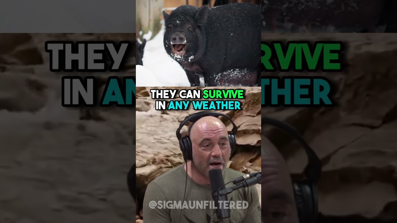 The Unstoppable Invasion of Wild Pigs in the US | JRE featuring Forrest Galante