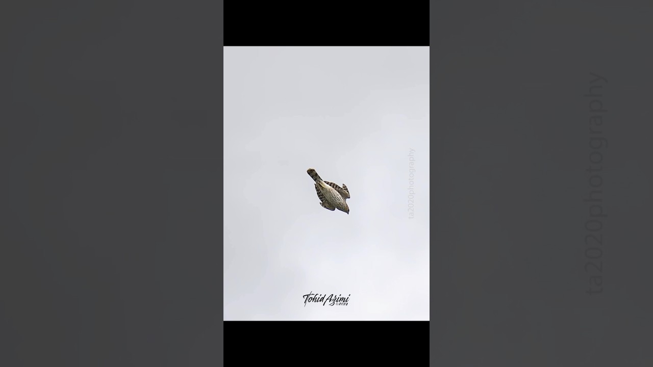 Cooper&rsquo;s Hawks amazing Stoop Dive #coopershawk #hawk #stoopdive #birdsofyoutube #birdlovers #birds