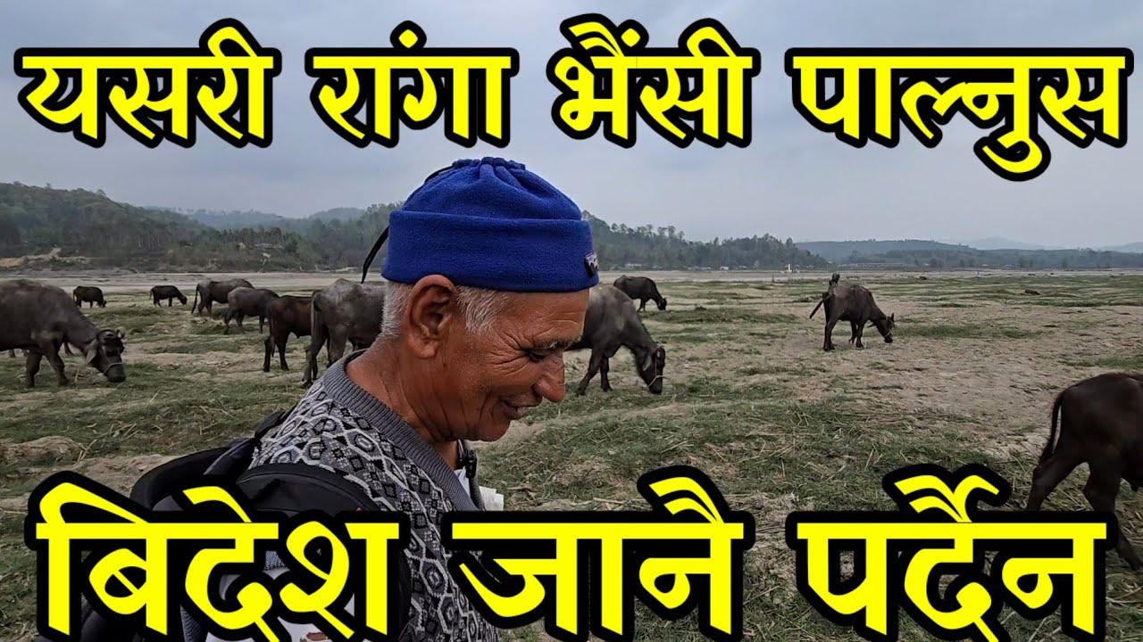 डरलाग्दो खोलाको बगरमा रांगा पाल्ने 70 बर्से काका,22 हजार लगानिले दस लाख कमाउदै buffelo farmers 