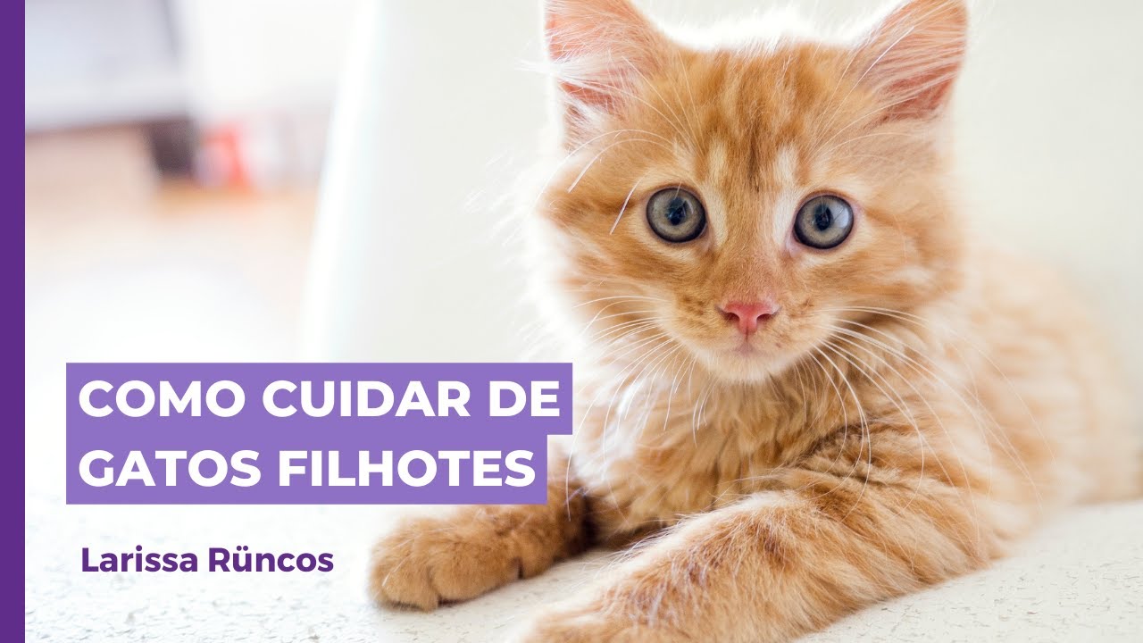COMO CUIDAR DE GATOS FILHOTES