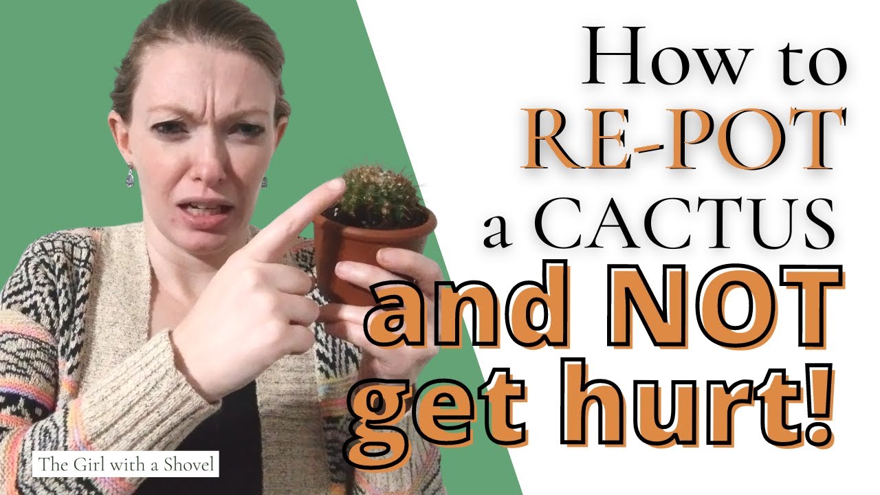Don't Get Pricked! Learn How to Repot a Cactus, Easy & Safe!
