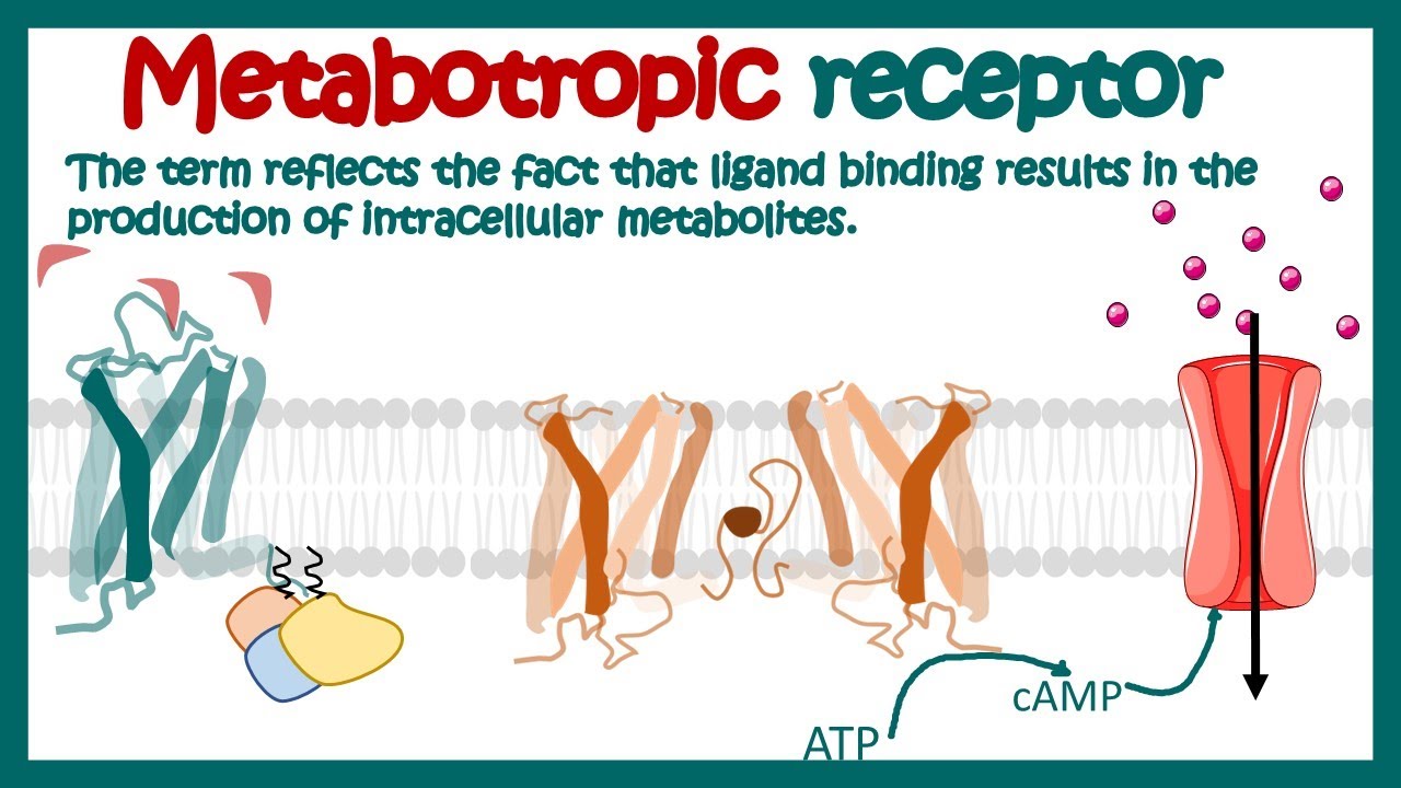 Metabotropic receptors | How do metabotropic receptors work? | Examples of metabotropic receptors