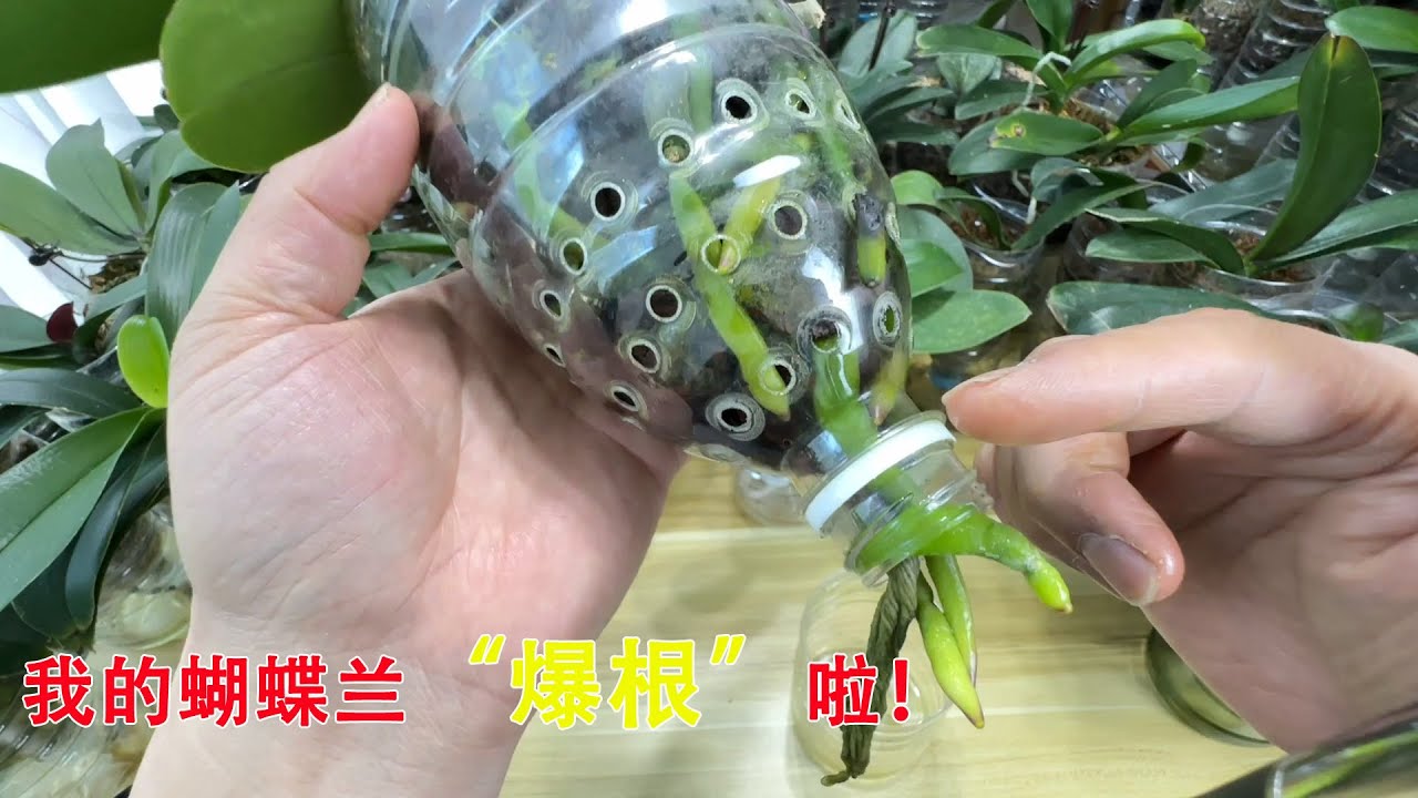 家里养蝴蝶兰，方法很重要！我的蝴蝶兰已经爆根啦！（阿涛养花241期）