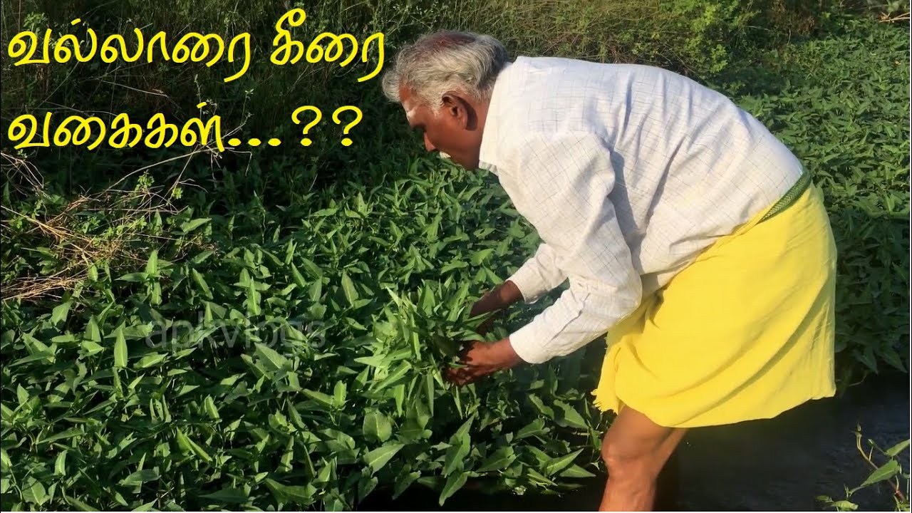 வல்லாரை கீரை வகைகள் | Health Benefits of Vallarai Keerai | Where we Found spinach ? apkvlogs village