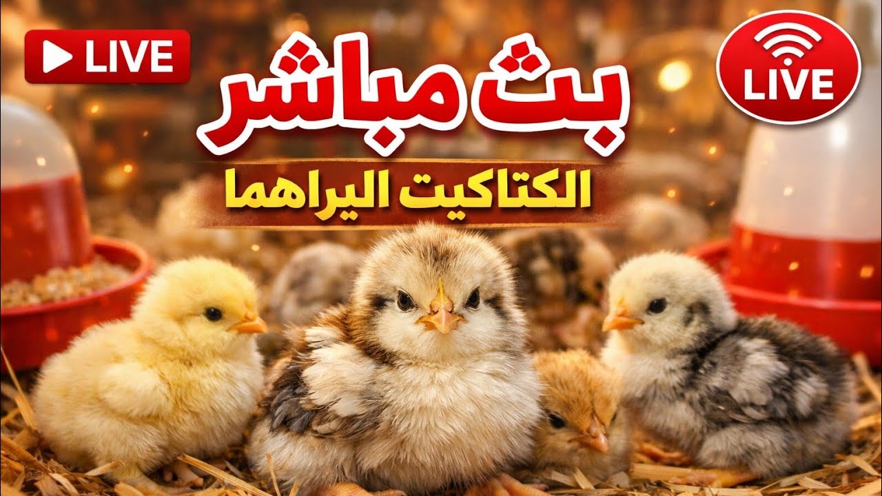 🐣 كتاكيت لايف – لحظات طبيعية بدون مونتاج