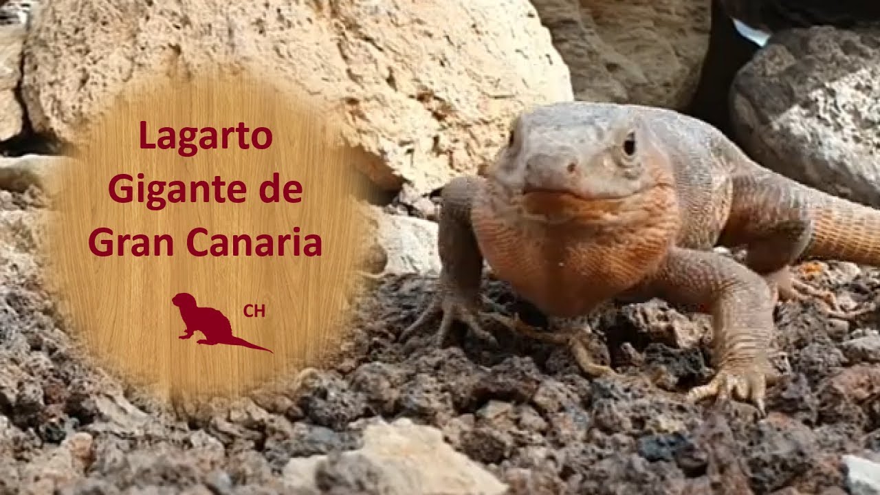 🌳 LAGARTO gigante de Gran Canaria 🦎 REPTILES que debes conocer | Los Reptiles y sus características