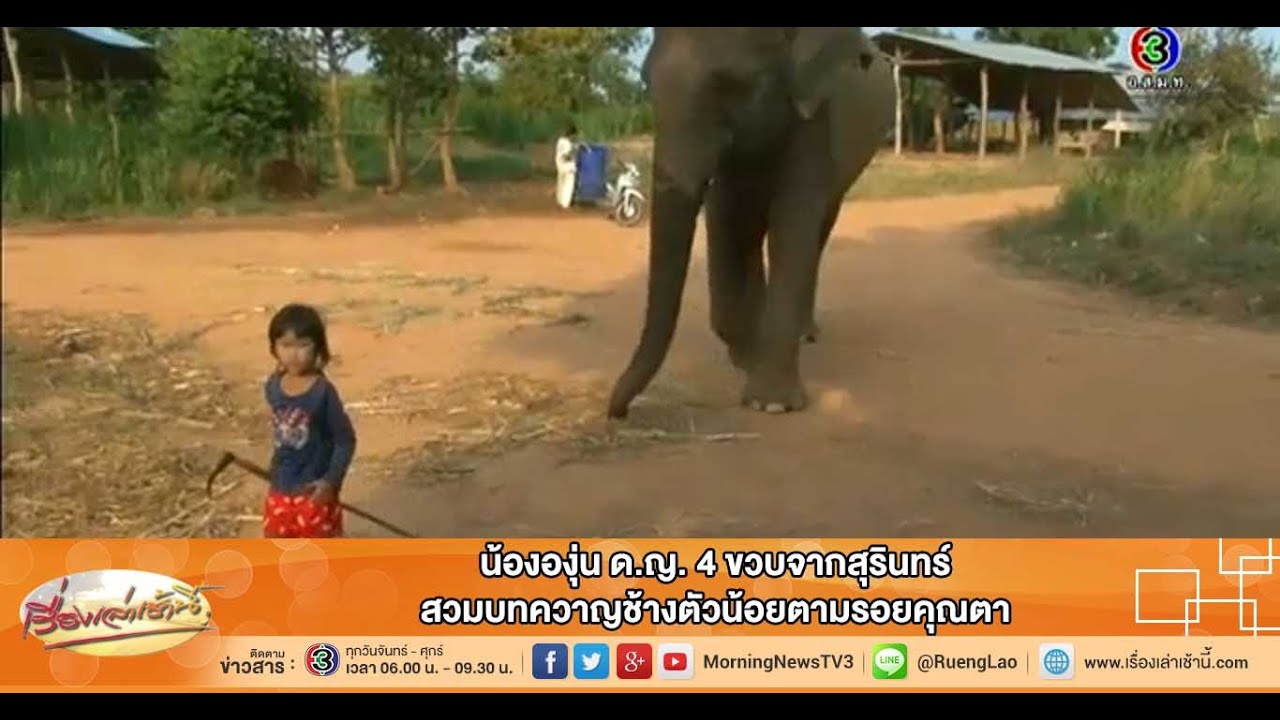 เรื่องเล่าเช้านี้ น้ององุ่น ด.ญ. 4 ขวบจากสุรินทร์ สวมบทควาญช้างตัวน้อยตามรอยคุณตา