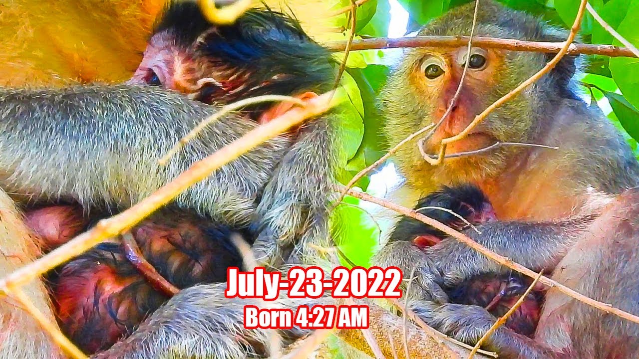 Marci after just born baby she trying hug child sit one place look very tired | Newborn Video