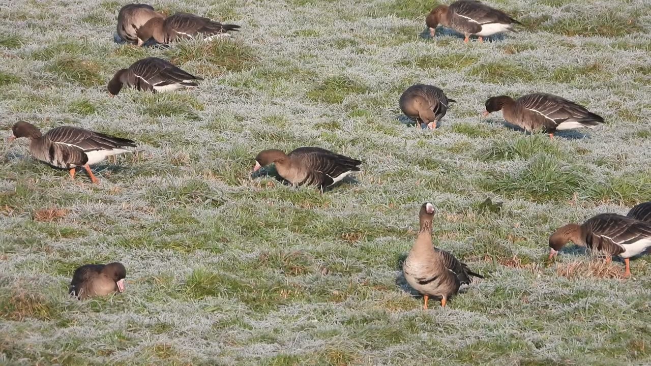 Kolgans, Grauwe Gans (Heffen, Mechelen, 25 jan 2026)