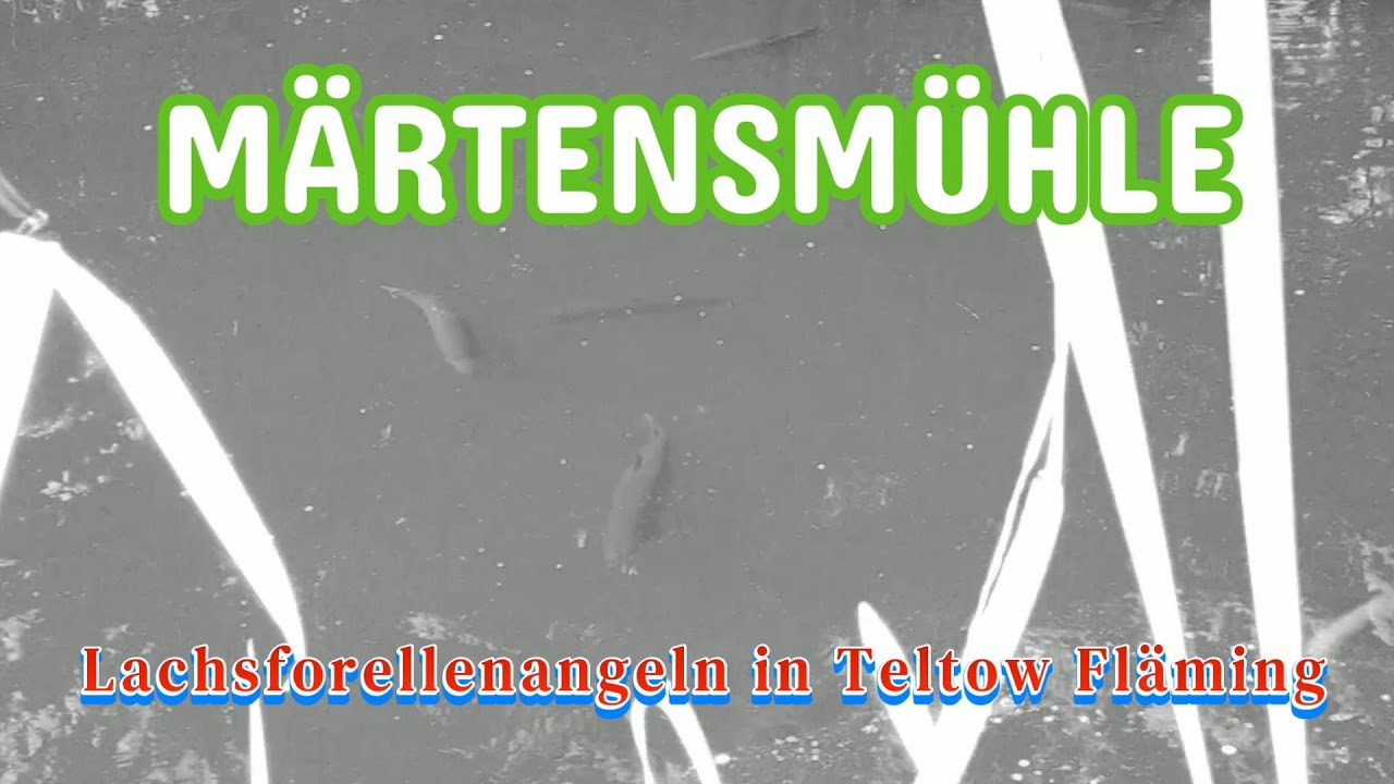 Lachsforellenangeln an der Märtensmühle