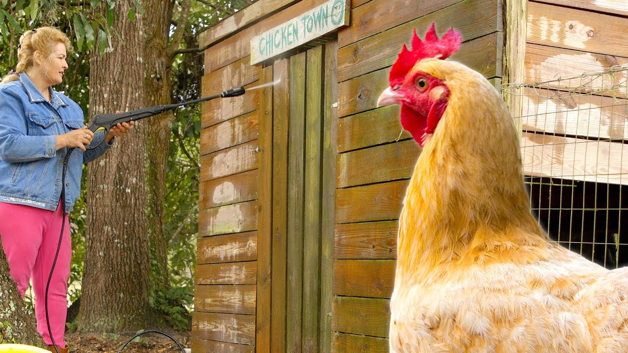 How to clean your coop so you don’t get sick chickens.