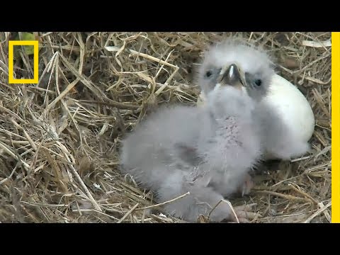 Highlights of Cute Baby Eaglets From D.C.’s Eagle Cam | National Geographic