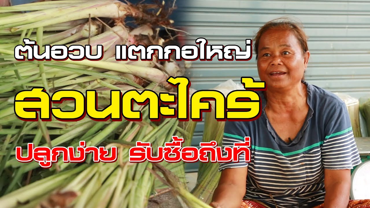 วิธีปลูกตะไคร้แบบบ้านๆ โตเร็ว ไม่เรื่องเยอะ