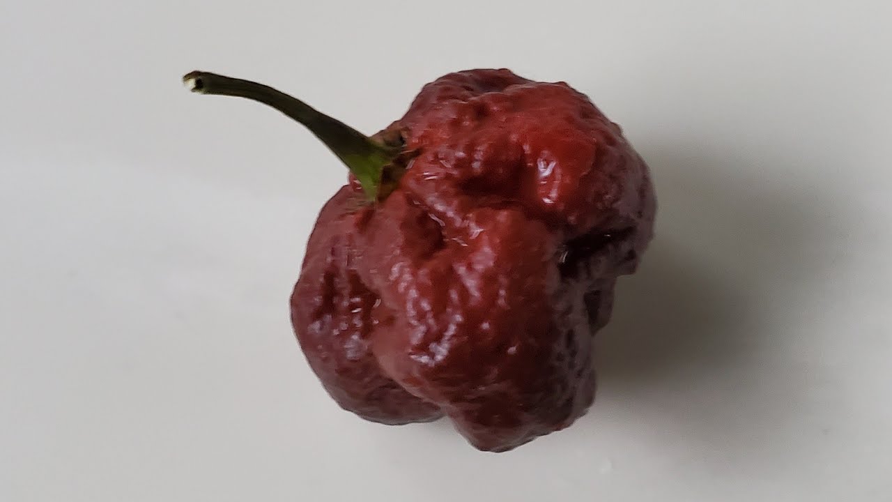 Chocolate Apocalypse Scorpion... grown by Mark Tumarkin!