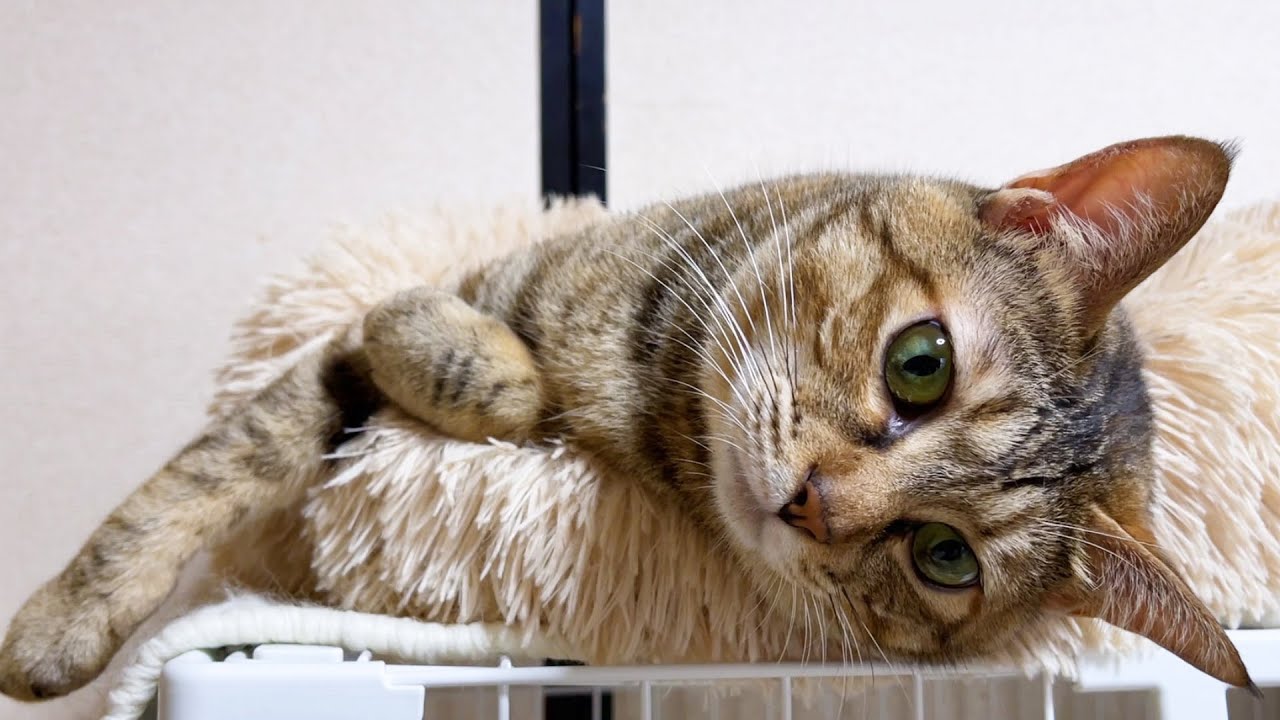 断られてもお姉ちゃん猫に絡み続ける麦わら猫♥