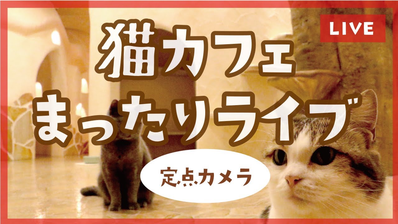 猫カフェまったりライブ in てまりのおしろ（定点カメラ）Vol.3