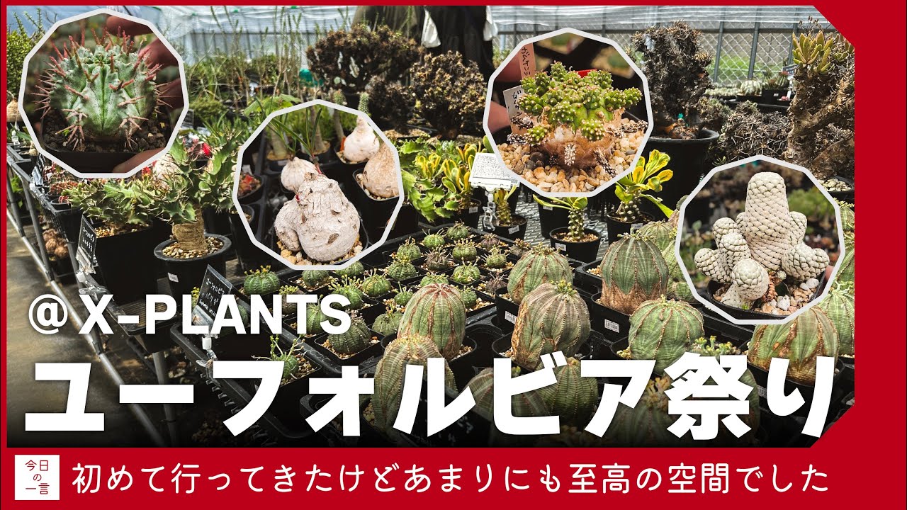 【天国】千葉県にあるX-PLANTSで開催された「ユーフォルビア祭り」が最高なイベントだったので紹介したい【アガベ・塊根・多肉】