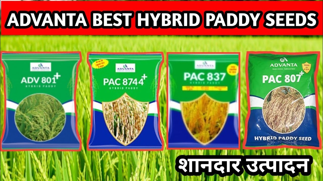 Advanta Paddy Seeds| Advanta hybrid paddy| Advanta Paddy| Advanta 807 paddy| Advanta 837 plus paddy|