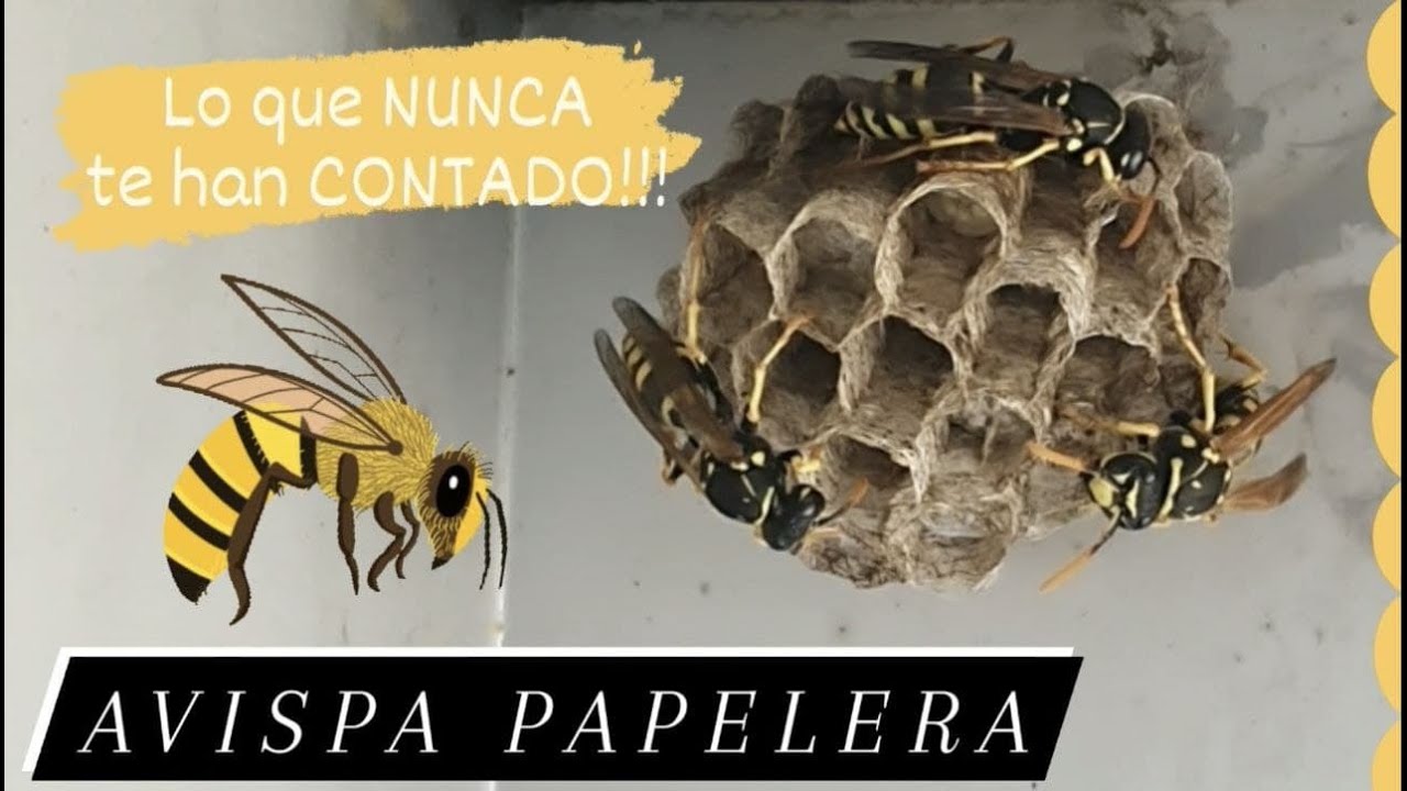 AVISPA PAPELERA REINA 🐝 CURIOSIDADES e 🎥 INÉDITAS 😲 de La Reina construyendo su Colonia desde Cero